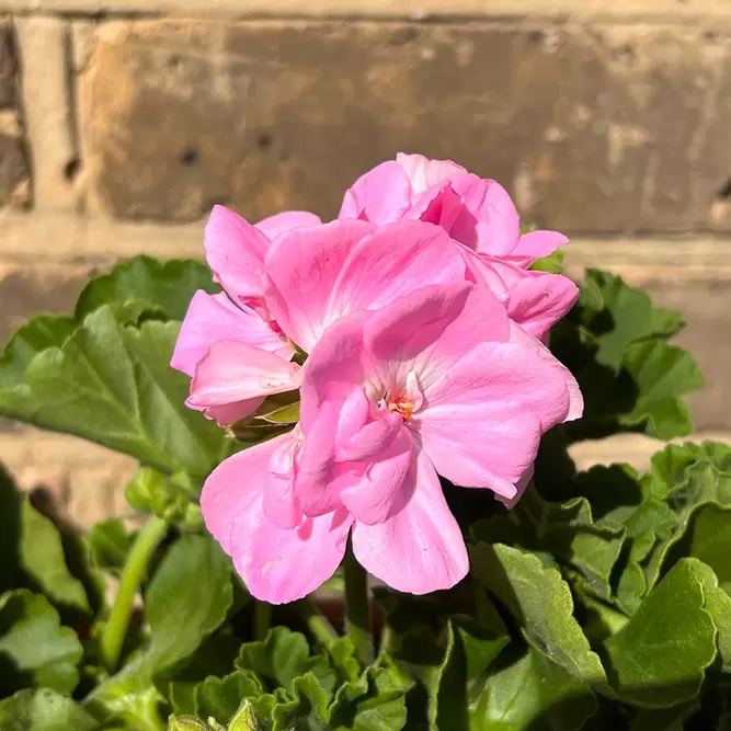 Geranium Zonal  Light Pink (Pot Size 10.5cm) - image 1