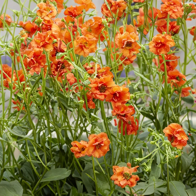 Geum 'Miss Clementine' (Pot Size 3L) - image 1