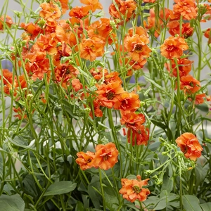 Geum 'Miss Clementine' (Pot Size 3L) - image 1