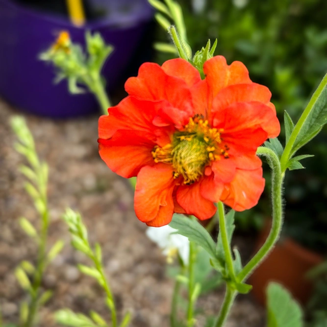 Geum 'Miss Clementine' (Pot Size 3L) - image 2