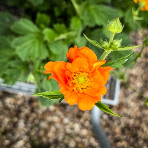 Geum 'Miss Clementine' (Pot Size 3L) - image 3