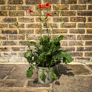 Geum 'Miss Clementine' (Pot Size 3L) - image 4