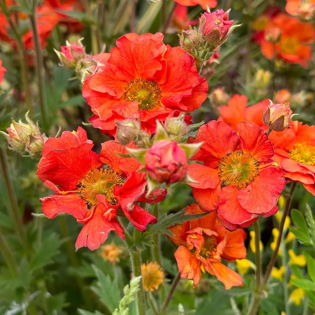 Geum Scarlet Tempest Tempest Series Pot Size L The Boma Garden