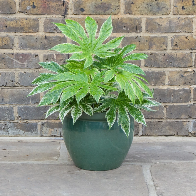 Glazed Aqua Green Delta Rim  (D29cmx25cm) Handmade Terracotta Planter Outdoor Plant Pot - image 3