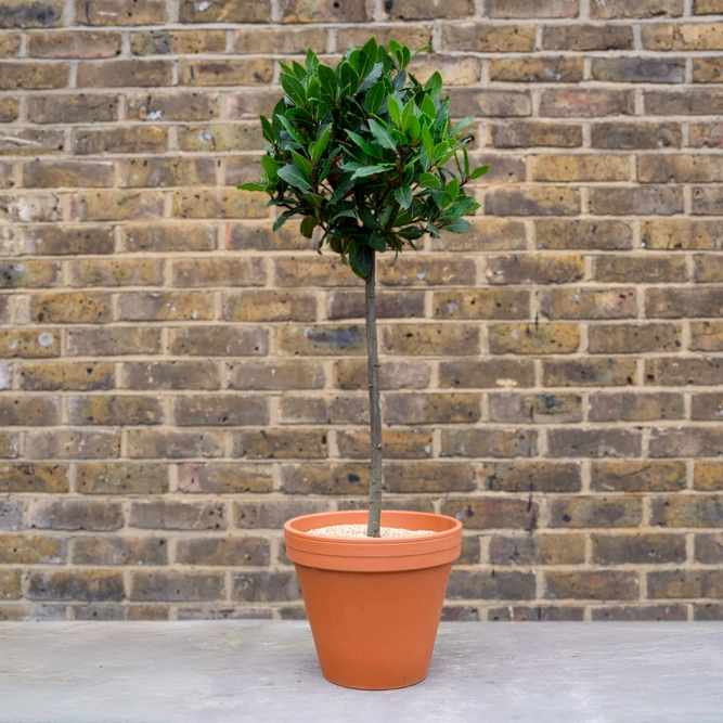 Greenwich Bay Tree Pot