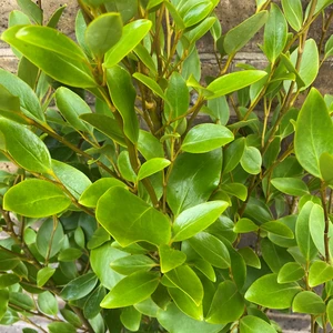 Griselinia littoralis 'Green Horizon' (Pot Size 10L) - image 1