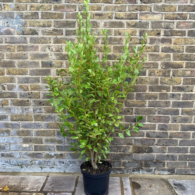 Griselinia littoralis 'Green Horizon' (Pot Size 10L) - image 2