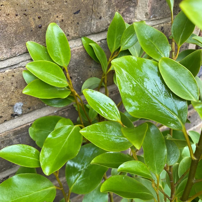 Griselinia littoralis 'Green Horizon' (Pot Size 10L) - image 3