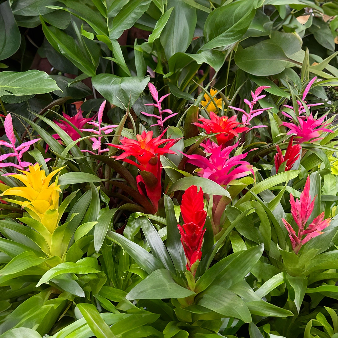 Guzmania 'Cupcake' Mix (Pot Size 12cm) Bromeliad - The Boma Garden Centre