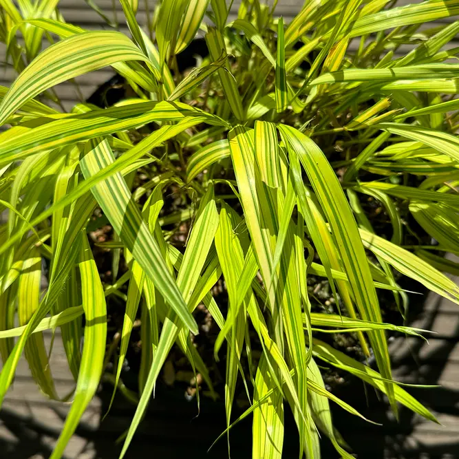 Hakonechloa macra 'Aureola' (Pot Size 5L) Japanese Forest Grass - image 1