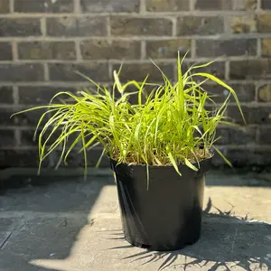 Hakonechloa macra 'Aureola' (Pot Size 5L) Japanese Forest Grass - image 2