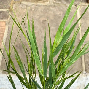 Hakonechloa macra (Pot Size 17cm) Japanese Forest Grass - image 2