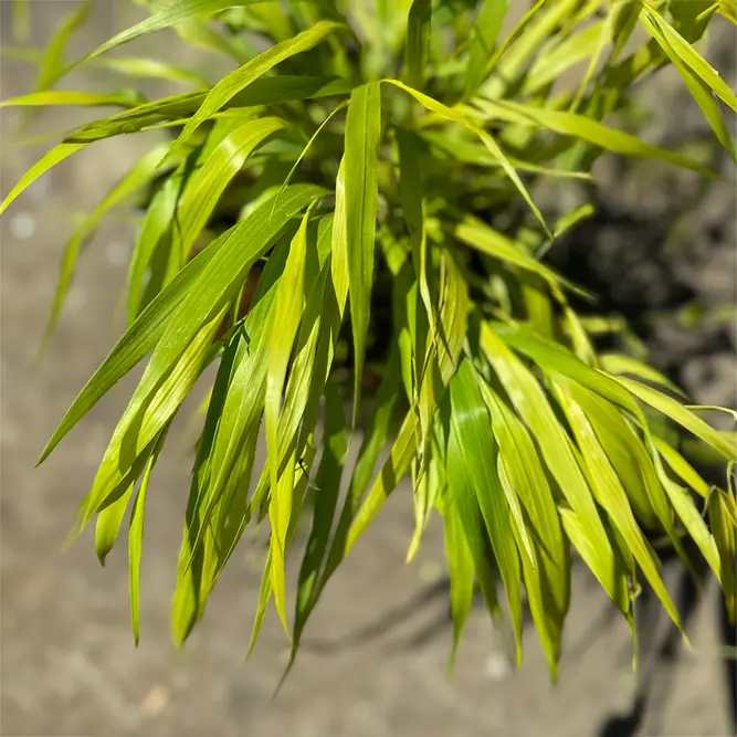 Hakonechloa macra 'Sunflare' (Pot Size 5L) Japanese Forest Grass - image 1