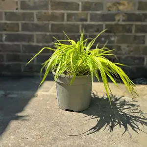 Hakonechloa macra 'Sunflare' (Pot Size 5L) Japanese Forest Grass - image 2