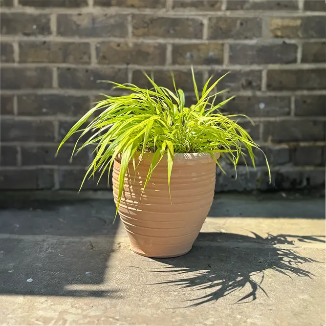 Hakonechloa macra 'Sunflare' (Pot Size 5L) Japanese Forest Grass - image 3