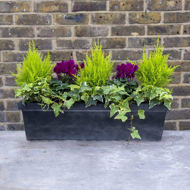 Hampstead Haven Window Box - Purple Cyclamen, Cupressus & Hedera Zinc Box