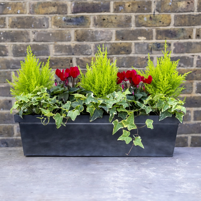 Hampstead Haven Window Box - Red Cyclamen, Cupressus & Hedera Zinc Box