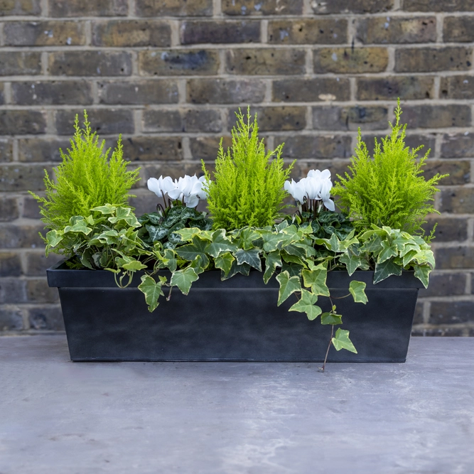 Hampstead Haven Window Box - White Cyclamen, Cupressus & Hedera Zinc Box