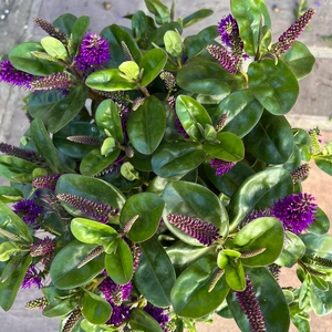 Hebe Addenda 'Donna Alexa' (15cm) Dark-Purple Flowering Hebe - image 3
