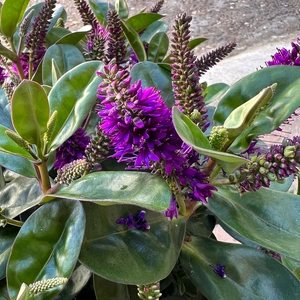 Hebe Addenda 'Donna Alexa' (15cm) Dark-Purple Flowering Hebe - image 1