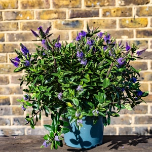 Hebe Addenda® 'Donna Anna' (Pot Size 15cm) Shrubby Veronica - image 1