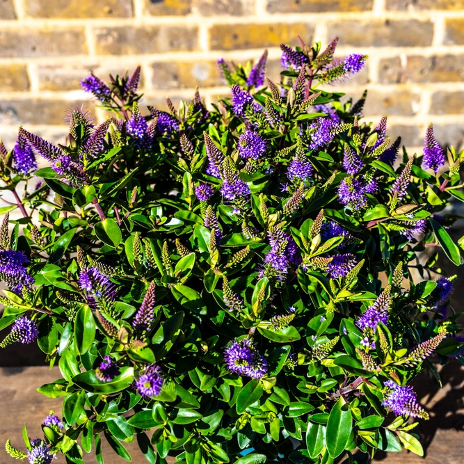 Hebe Addenda® 'Donna Anna' (Pot Size 15cm) Shrubby Veronica - image 2