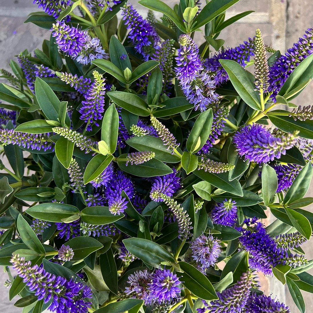 Hebe Addenda 'Donna Britta' (15cm) Purple Flowering Hebe - The Boma Garden  Centre