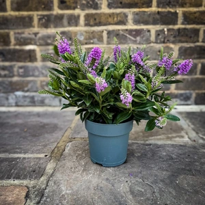 Hebe Addenda® 'Donna Emma' (Pot Size 15cm) Shrubby Veronica - image 2