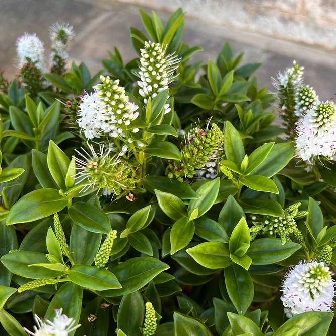 Hebe Addenda® 'Donna Jenna' (12cm) White-Flowering Hebe - image 3