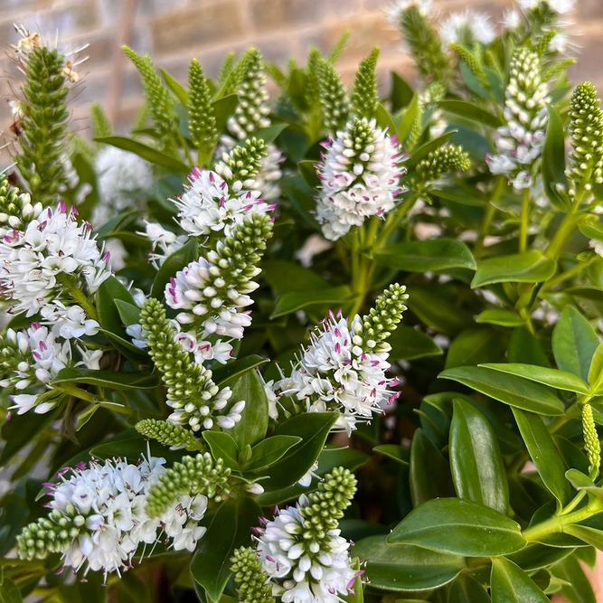 Hebe Addenda® 'Donna Jenna' (12cm) White-Flowering Hebe - image 6