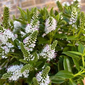 Hebe Addenda® 'Donna Jenna' (12cm) White-Flowering Hebe - image 6