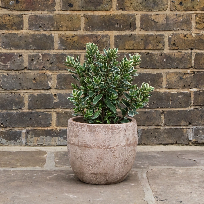 Hebe Addenda® 'Donna Katrina' (Pot Size 2L) Shrubby Veronica - image 2