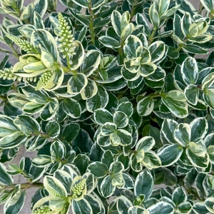 Hebe Addenda® 'Donna Katrina' (Pot Size 2L) Shrubby Veronica - image 6