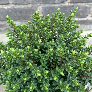 Hebe 'Baby Marie' (Pot Size 2ltr) Shrubby Veronica