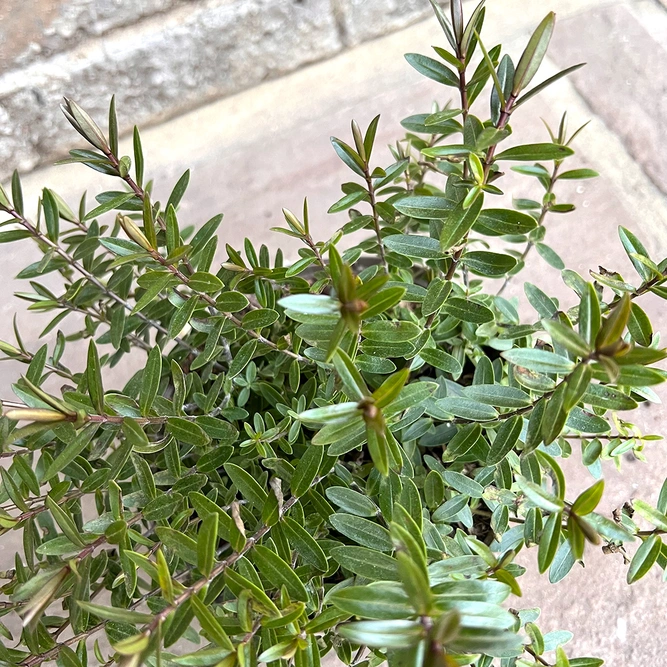 Hebe 'Champagne' (Pot Size 1.5ltr) Shrubby Veronica - image 2