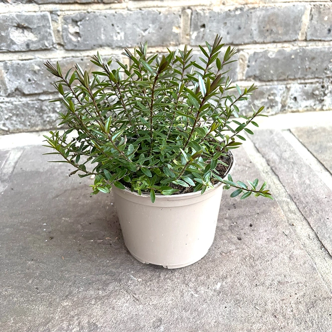 Hebe 'Champagne' (Pot Size 1.5ltr) Shrubby Veronica - image 3