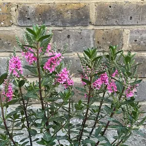 Hebe 'Pink Pixie'  (Pot Size 2L) Shrubby Veronica - image 1