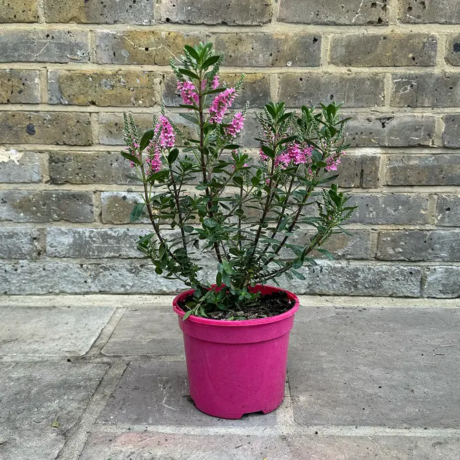 Hebe 'Pink Pixie'  (Pot Size 2L) Shrubby Veronica - image 2