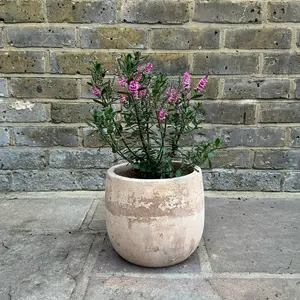 Hebe 'Pink Pixie'  (Pot Size 2L) Shrubby Veronica - image 3