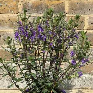 Hebe Purple Pixie  (Pot Size 2L) Shrubby Veronica - image 2