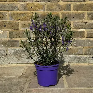 Hebe Purple Pixie  (Pot Size 2L) Shrubby Veronica - image 3