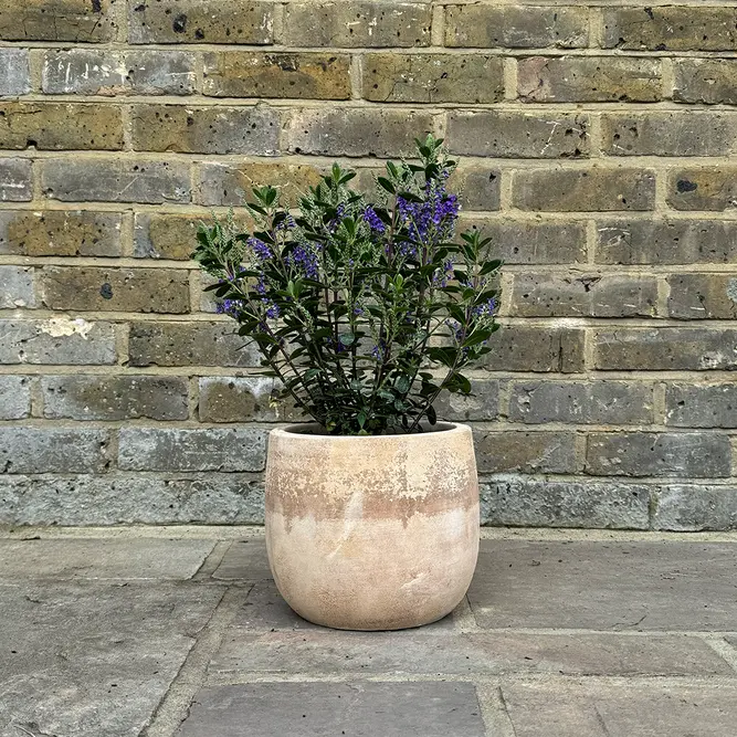 Hebe Purple Pixie  (Pot Size 2L) Shrubby Veronica - image 4