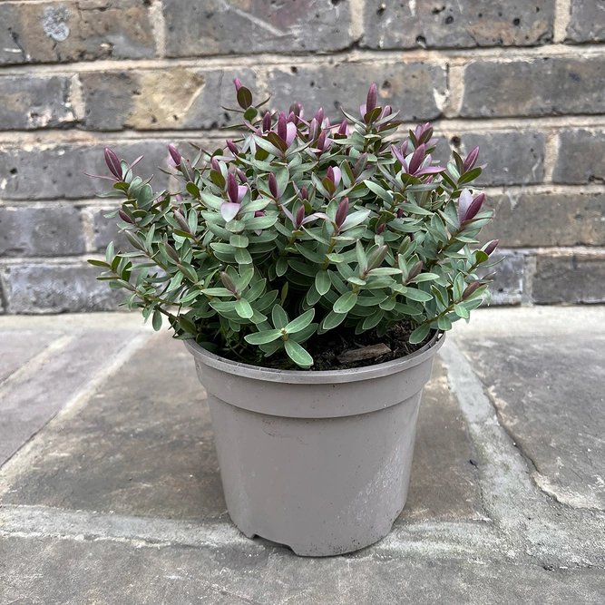 Hebe 'Red Edge'  ( Pot Size 2.0Ltr) Hebe Shrubby Veronica - image 3