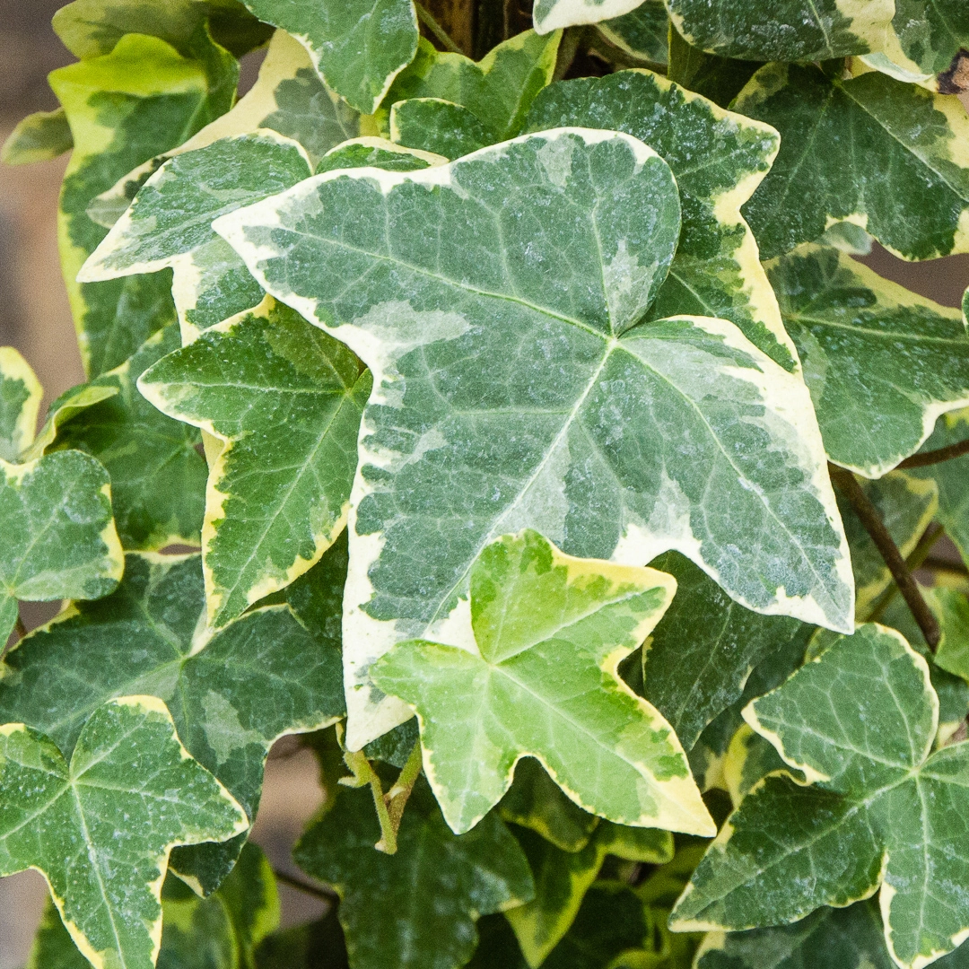 Hedera helix 'Gold Child' (3L) English Ivy - The Boma Garden Centre