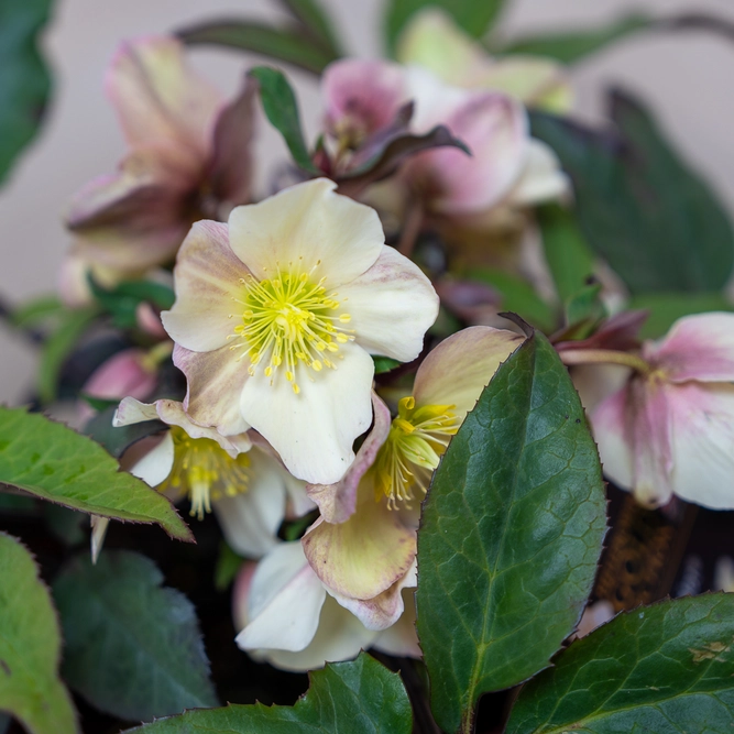 Helleborus × ballardiae ‘HGC Camelot’ (Pot Size 2L) Hellebore - image 1