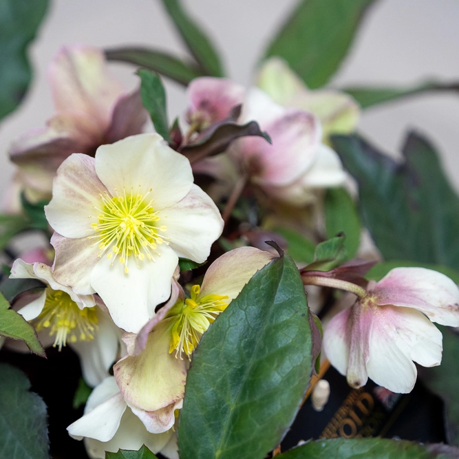 Helleborus × ballardiae ‘HGC Camelot’ (Pot Size 2L) Hellebore - image 2