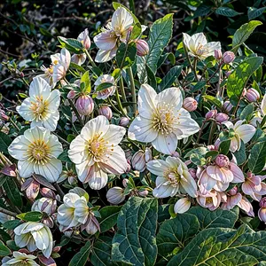 Helleborus × ballardiae HGC ‘Snow Dance’  (Pot Size 2L) Hellebore - image 1