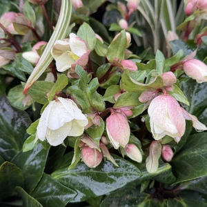 Helleborus 'Beauty Princess' (Pot Size 17cm) Christmas Rose - Winter Hellebore