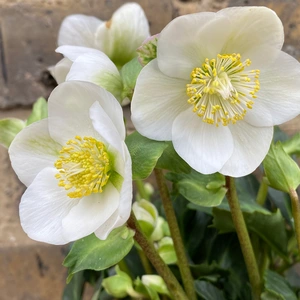 Helleborus 'Christmas Carol' (6 Pack Christmas Rose) - image 1