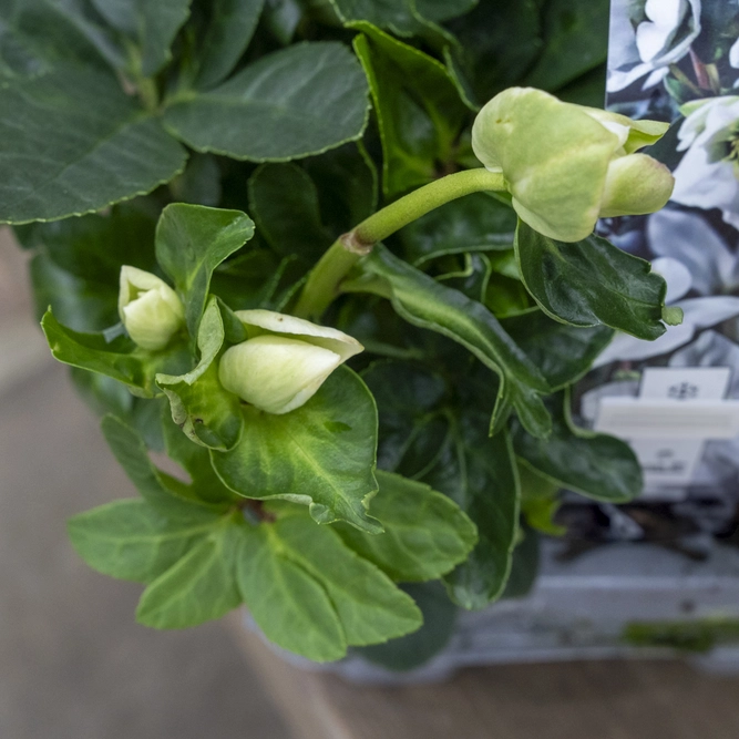 Helleborus 'Christmas Carol' (6 Pack Christmas Rose) - image 4